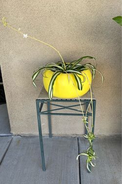 Spider plant