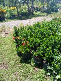 Dwarf ixora 3gl $6