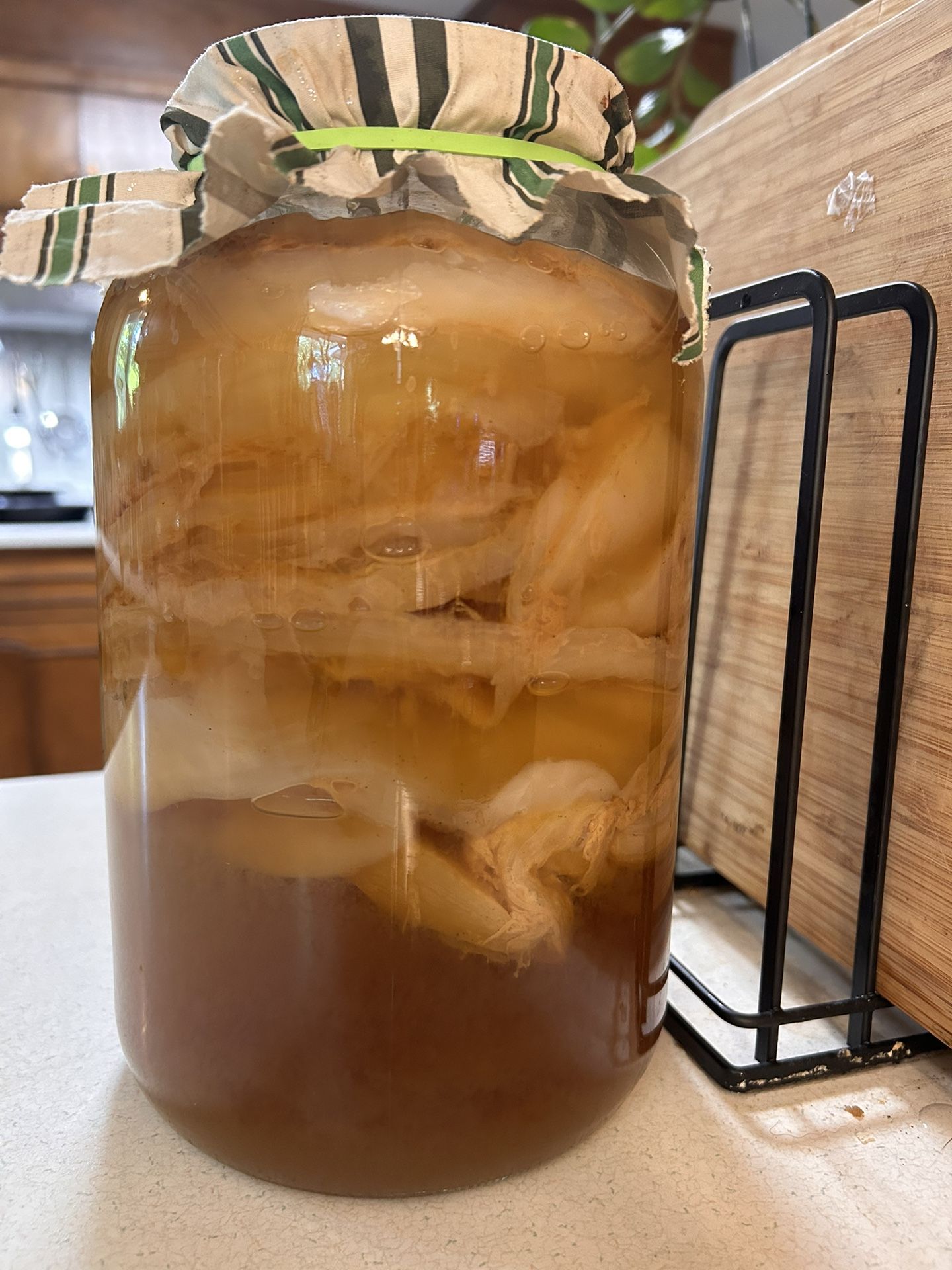 Jun Scoby For Fermenting Jun/Kombucha