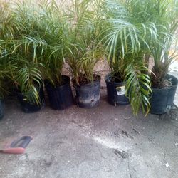 Pygme Palms