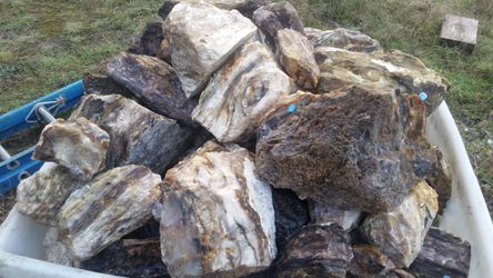 Opalized wood