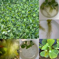 Water Lettuce
