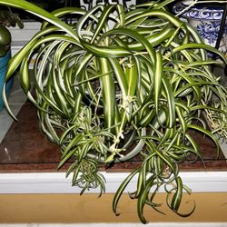 $30=1 plant comes in plastic growers pot. Planters available for purchase