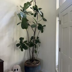 Fiddle Fig And Large Ceramic Pot