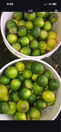 Lemons and avocado