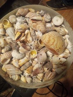 Sea Shells