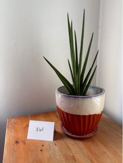 African Spear Plant