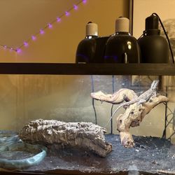 1 Year Old Bearded Dragon And Terrarium 