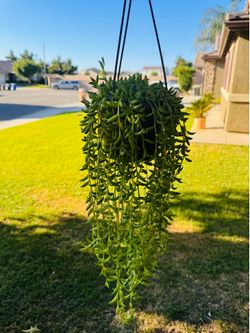 Hanging plant