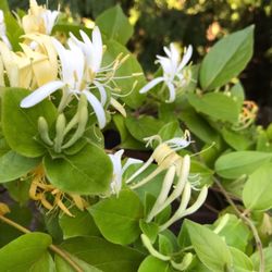 Japanese Honeysuckle Fragrant Perennial.