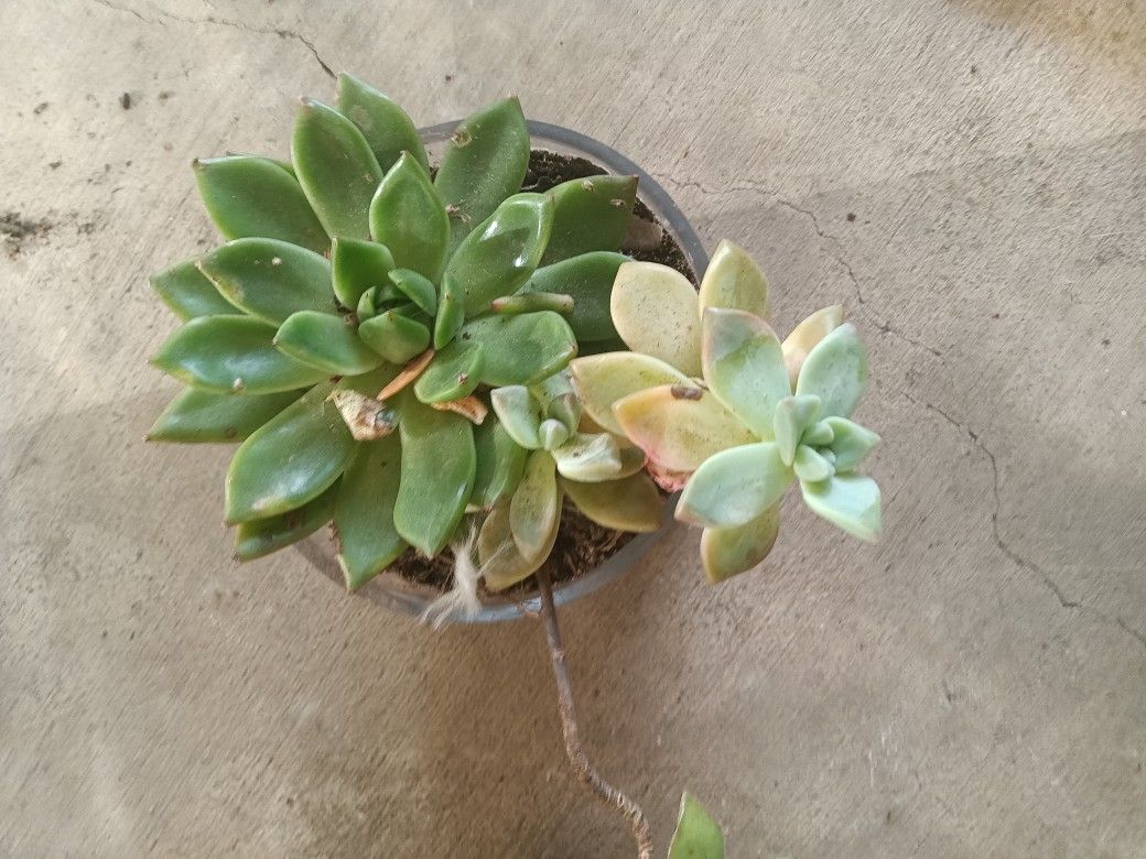 Succulent Plant For Sale