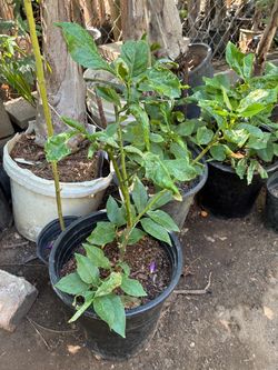 Yellow lemon Tree
