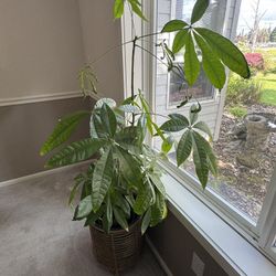 Large Healthy Money Tree With Bamboo Planter $65