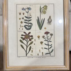 6-  Professionally Matted And Framed Botanical Prints