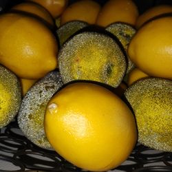 Decorative Fake Plants 