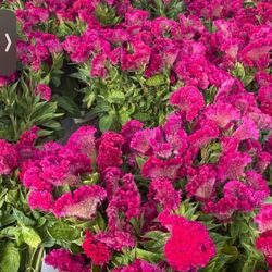 Dia De Los Muertos Flowers