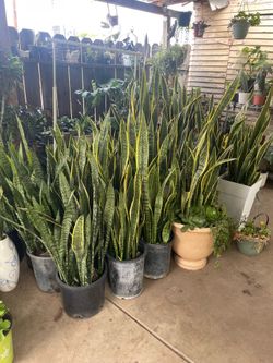 Ventas de Plantas sábado y domingo