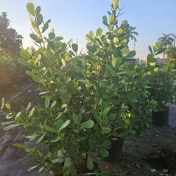 huge clusias Over 6 feet tall Instant  Privacy  Hedge For Fence 