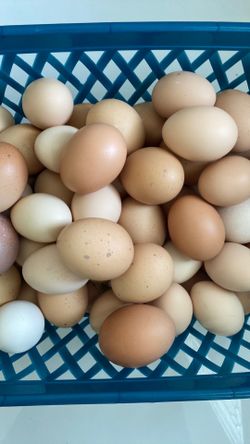 Fresh eggs, Huevos frescos $6 dozen