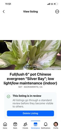 Full/lush 6” pot Chinese evergreen “Silver Bay”; low light/low maintenance (indoor)
