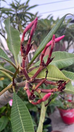 HAWALLANAS
