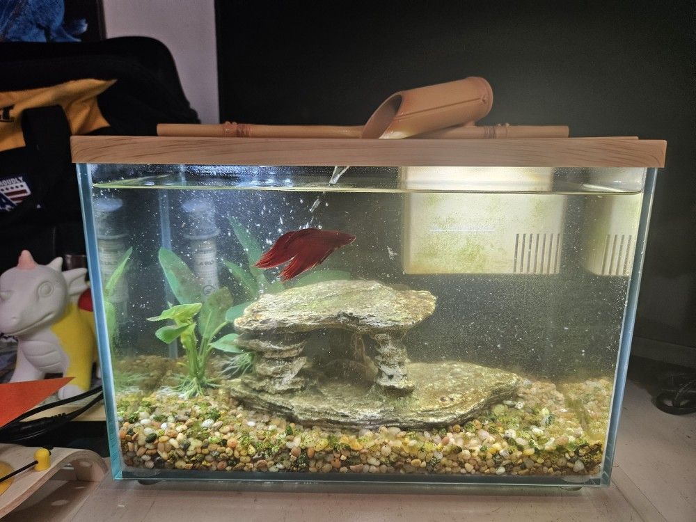 Glass Fish Tank Aquarium (Bamboo Design)