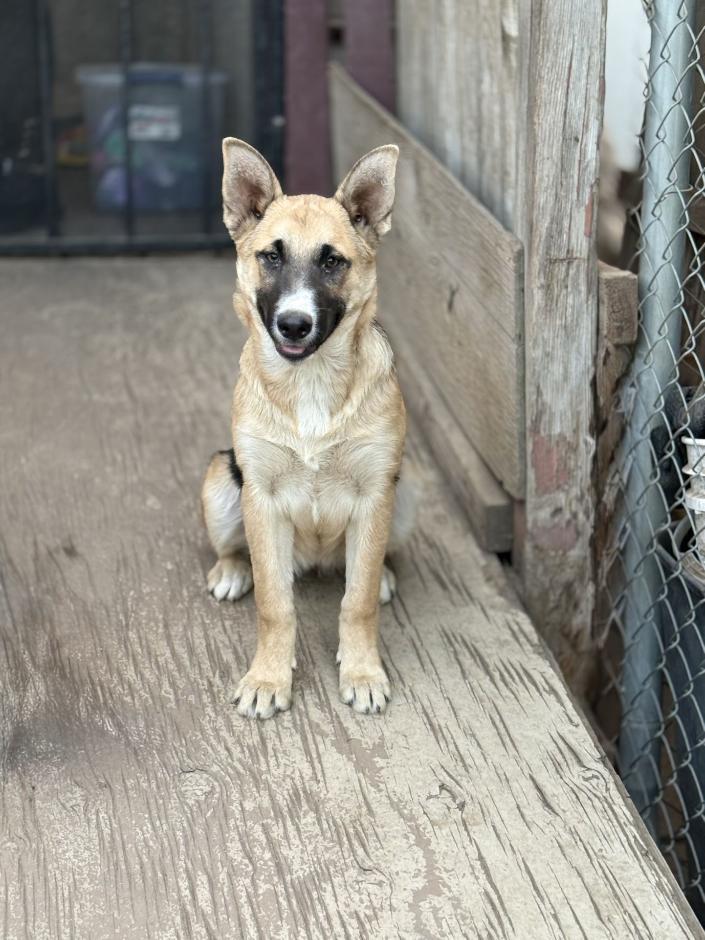 Dog Cage