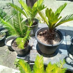 Sego Palms  20 Each 