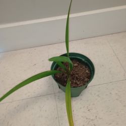 Cold Hardy Sabal Minor Palm Tree Seedlings 