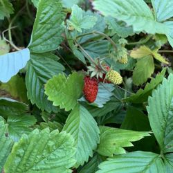 Wild Woodland Strawberry Bare Root Stock Plants Groundcover Flavorful berries $2 per plant 