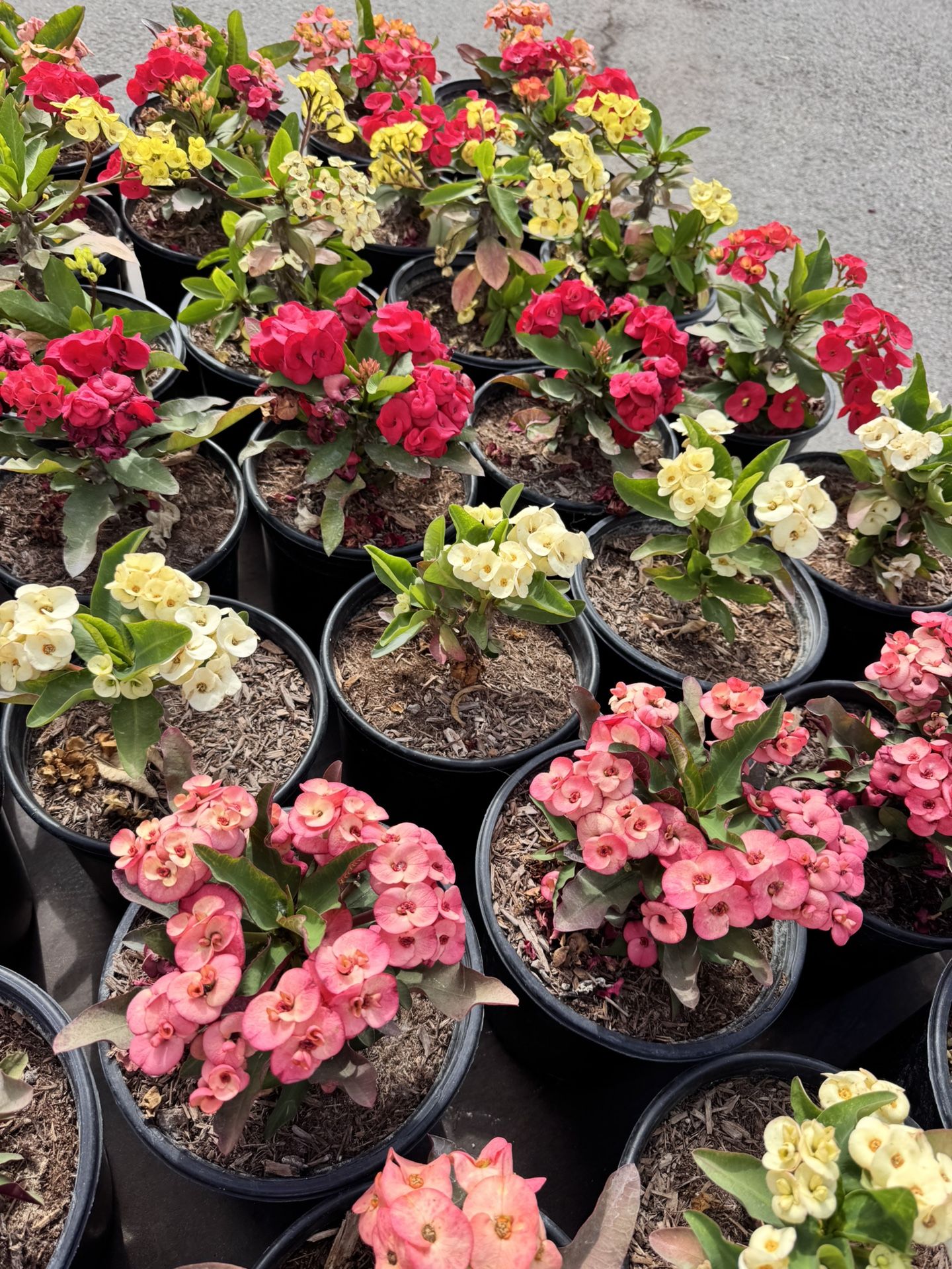 Coronas De Cristo 2 Gallon Pot $35 Each