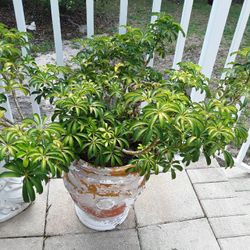 Huge Plant In Huge Beautiful Conceate Pot In Weeki Wachee Spring Hill