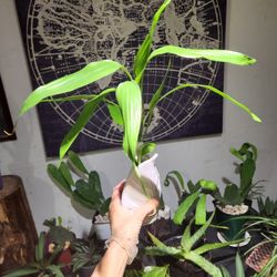 Japanese Bamboo Plants.  Lucky Bamboo Plants.  6" Tall. $5 