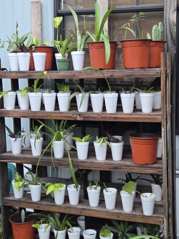 Starter Plants Today $3. Ea 2 For $5. Orange Potted Plants $5.00 Ea And More