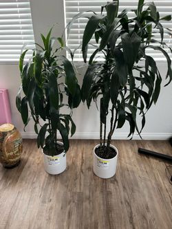 Plants