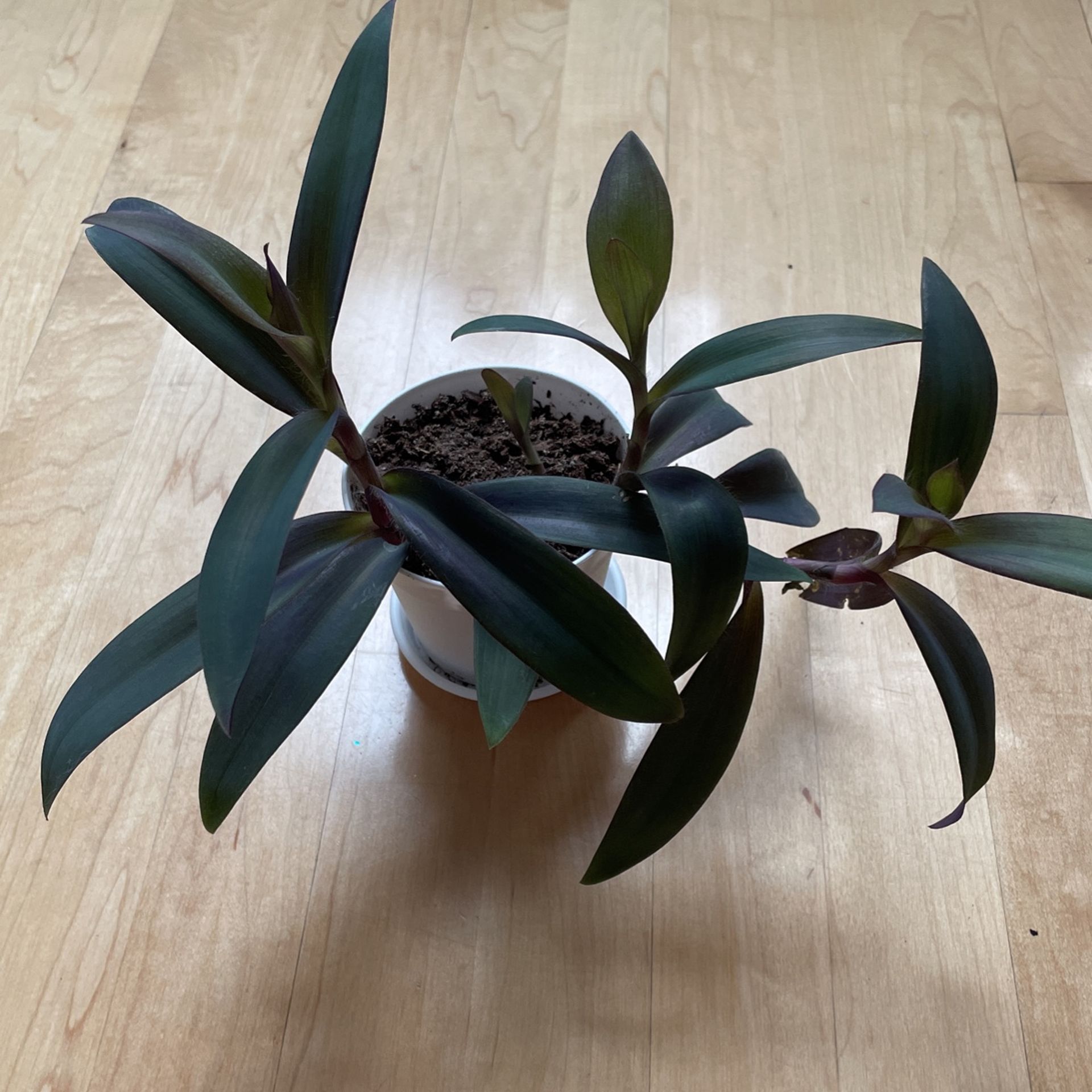 Purple Heart Plant