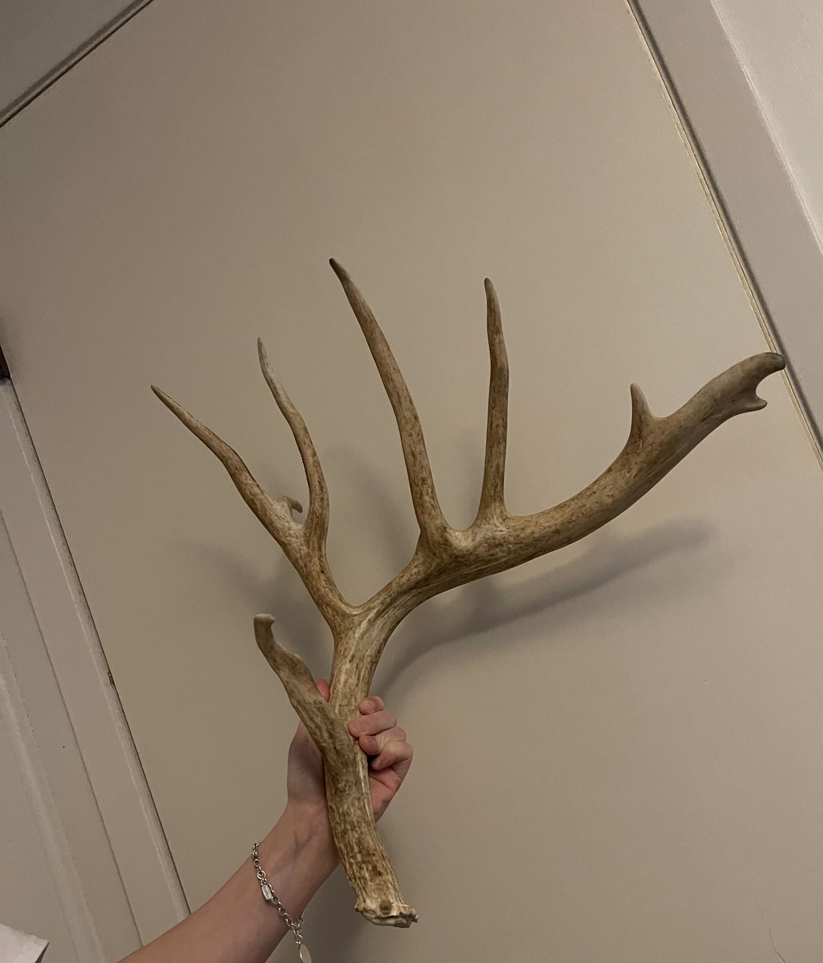Two Good Sized Whitetail Sheds