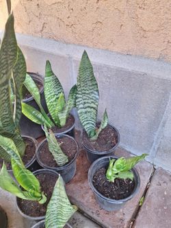 Snake plants
