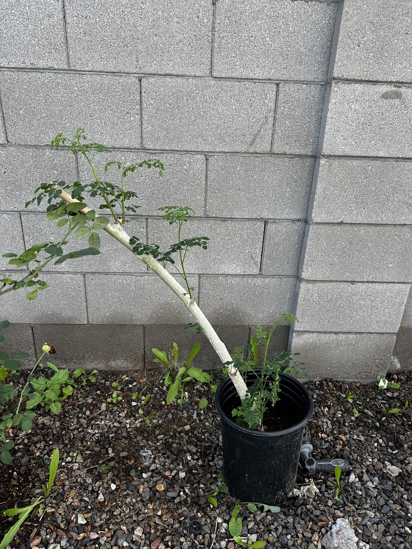 Moringa plant