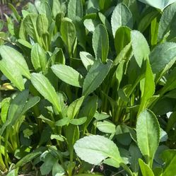 Garden large chamomile