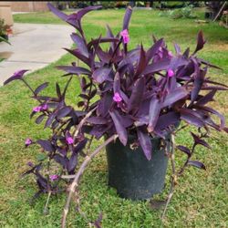 Purple Heart Plant 