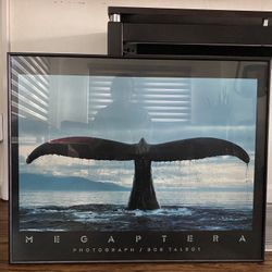 Framed Photography - Bob Talbot's Megaptera for Sale in San Diego
