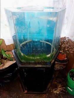 40 gallon fish tank