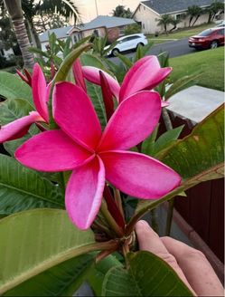 Pink Plumeria NOID