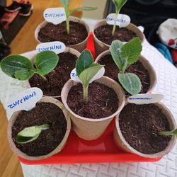 Zucchini Plants For Your Garden