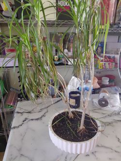 Plants for sale