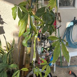 Money Tree 5 Ft Tall In A Talavera Pot 16 Inch Diameter..$50.00 Firm