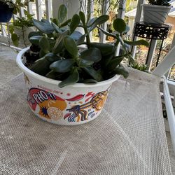Jade Plant - House Plant