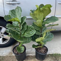 Fiddle Leaf Fig Tree 🪴 $25 each