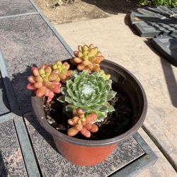 Sipider web and jelly beans succulent